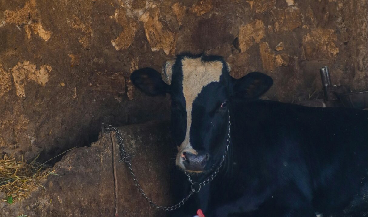 Le Paradoxe du Ruminant Sahélien – Comment les Bovins Algériens S’Adaptent aux Stress Hydriques